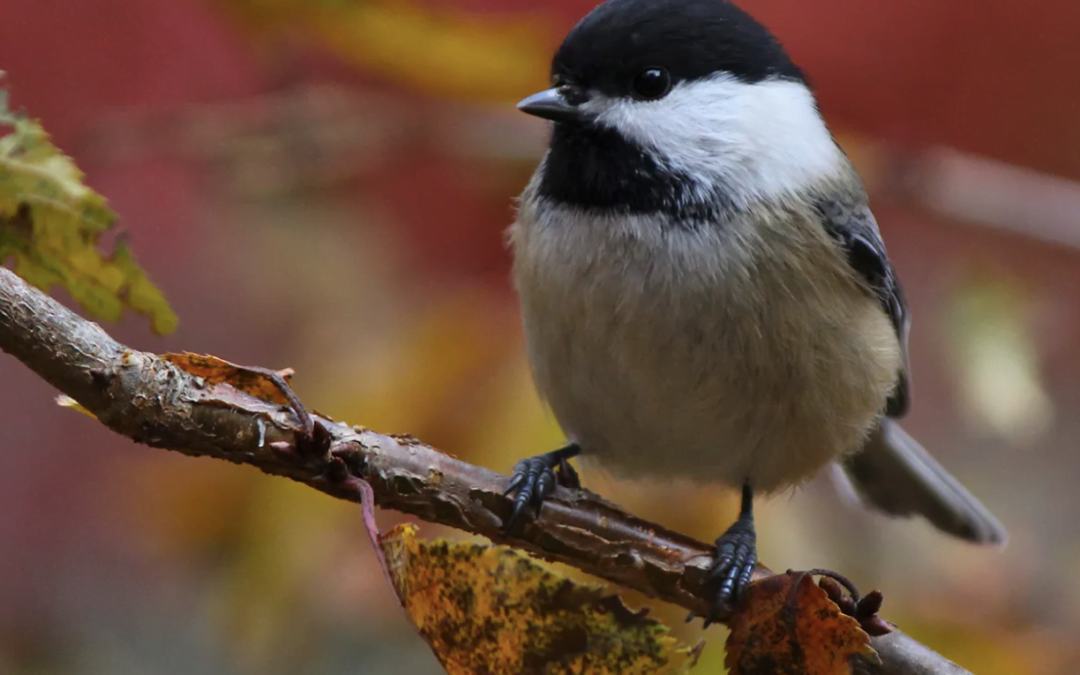 Fall in Love with Local Birds – North American Non-Migratory Birds